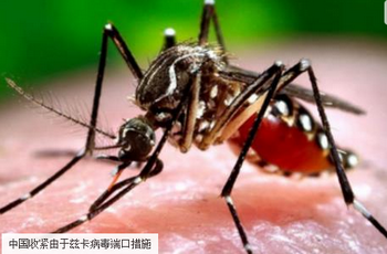 中國收緊港口措施防止茲卡病毒的傳入，大家要小心蚊子